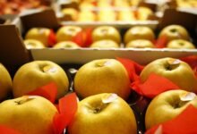 Latest Articles Travelling Apples
